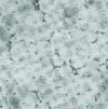 Figure 8 - Magnesium-silver-zirconium-rare earth alloy after solution treatment and tempering. The degraded appearance of the grains is due to the variation in zirconium content from the center of the grain to its periphery (x 150).