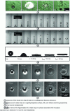 Figure 13 - Behavior on impact of a drop of water