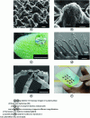 Figure 3 - Examples of surfaces producing "rose petal" drop anchoring