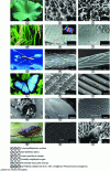 Figure 8 - Examples of superhydrophobic surfaces found in plants and animals, with scanning electron microscopy images of these surfaces at two magnifications.