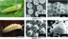 Figure 9 - Insects with oleophobic surfaces and scanning electron microscopy images of surface texture