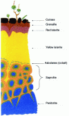 Figure 1 - Profile of an oxidized nickel deposit in New Caledonia [8]