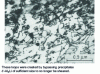 Figure 32 - Dislocation loops in a plastically deformed Al-Li system alloy 