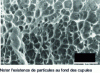 Figure 1 - Fractography of an austenitic stainless steel showing ductile fracture cups (from 43)