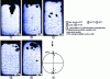 Figure 20 - Macrostructures in longitudinal sections of Al-3.3%Fe ingots (by weight) solidified under uniform magnetic fields with varying flux densities B (redrawn after [17])