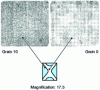 Figure 25 - Annealing structures showing the formation of large grains on deformation lines