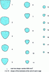 Figure 5 - Successive sections of a long rolled product