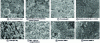 Figure 5 - Powders observed by scanning electron microscope