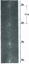 Figure 21 - Periodic configuration of secondary dislocations bc in a joint close to Σ = 9 (122) [011] in silicon