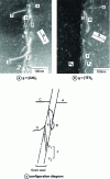 Figure 11 - Low-field micrographs showing a direct transmission process with decomposition of an F dislocation in a Σ = 3 {111} joint and emission of a B dislocation [28].