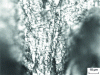 Figure 11 - Facies with scalloped striae and grooves. Fatigue fractured ferritic stainless steel, optical microscope (blurred due to shallow depth of field)