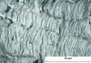 Figure 12 - Ridged, scalloped and grooved facies. Mild steel fractured by tension-compression fatigue, ME (from [9])