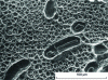 Figure 3 - Similar range to figure : elongated cupules and sulfides. Ductile fracture, SEM