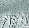 Figure 4 - River facies in two adjoining grains with triangular tongues (macles). Mild steel fractured at – 196°C. Brittle cleavage fracture, ME (after [9])