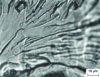 Figure 5 - River facies, grain boundaries in white. Mild steel fractured at – 20 °C, optical microscope