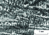 Figure 50 - Cracks in segregation threads (in blurred white). Basaltic dendritic axes (in blurred black), fine white lines: grain boundaries ; semi-hard steel casting