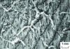 Figure 54 - Grain boundaries  burnt (white) with intergranular cracks (black threads), at 1,200°C. 22CrMo4 steel