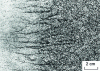 Figure 56 - Fragility due to AIN precipitation at grain boundaries  (in black). As-cast mild alloy steel; non-coincidence with basaltic dendrites (axes in white)