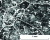 Figure 57 - Grain boundaries  (white) after the crack (black), normal and offset on either side of the crack. Hard steel