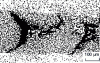 Figure 60 - Mid-thickness hot tearing of a 130Cr4 steel strip. Segregated zone of coalesced carbides