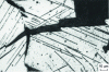 Figure 65 - Cleavage along plane (100) and macles on planes (112) after impact fracture at 20°C of a 4% Si sheet.