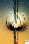 Figure 73 - Surface of a 15 mm mild steel sheet. Fatigue crack interrupted by an overload, then resumed with the initial load (progression from bottom to top). Vermiculation in the form of black curved lines depicting a thistle from Lorraine (cliché 1er prize at the Rostock Metallography Congress, 1999)