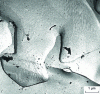 Figure 8 - Oxidation streaks on hot fatigue intergranular fracture (700°C), ME (from [9])