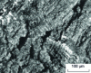 Figure 9 - Fracture with conchoidal facies (basaltic grain detachment) and dendritic facies (micro-retentions), optical microscope