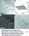 Figure 12 - Energy-filtered microscopy. Images of a needle of the  phase and spherical Ag-rich Guinier-Preston zones in an Al-3%at.Ag alloy annealed 43 h at 160 °C, clichés R. Erni, ETH Zuerich [14][15]