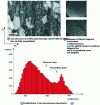 Figure 14 - IQ distribution in an Fe sample – 36% Ni