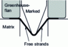 Figure 15 - Diagram showing the presence of free strands in deep-drawing.