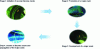 Figure 4 - Magnetoscopy illustrating the initiation and development stages of a low-cycle crack.