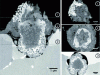 Figure 12 - Cross-section and FIB reconstructions of an oxide nodule