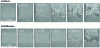 Figure 6 - Cross-section of the semi-solid state damage of an Al8%Cu alloy under isothermal and solidification conditions.