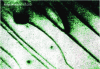 Figure 23 - Prismatic slip in beryllium