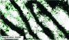 Figure 37 - Extra-soft phospore steel after biaxial deformation