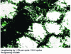 Figure 38 - Cells in austenite after fatigue testing