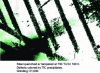 Figure 8 - Stacking defects in titanium-stabilized 18-14 stainless steel