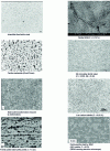 Figure 1 - Microstructures (© Arcelor IR & D)