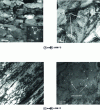 Figure 22 - TEM images of Ti-26Nb composition alloy hyperdeformed and tempered 10 min [36].