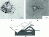 Figure 8 - Deformation after indentation tests (DR credit)