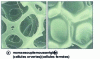 Figure 9 - Photos of open-cell and closed-cell polyurethane foam