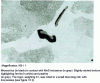 Figure 23 - Longitudinal section of a large bloom (square section, 600 mm square) in medium-hard steel: mid-radius zone in a dark vein