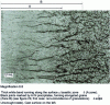 Figure 30 - Non-wrought mild alloy steel: oriented granulation