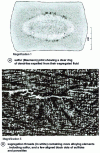 Figure 14 - Segregation threads (cracks healed by segregated metal) obtained in continuous casting of a resulfurized steel by liquid-core compression. 