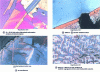 Figure 38 - Color attacks (photos by Annick Pokorny with video printer)
