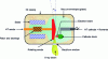 Figure 12 - Coolidge tube with rotating anode (glass envelope). The asymmetrical shape of the X-ray beam symbolizes the heel effect.