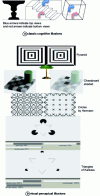Figure 19 - Serious games to detect the loss of visual illusions
