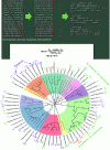 Figure 27 - Top, result of calculating the distance between the letter sequences BAIGNADE and BADINAGE. Bottom, phylogenetic tree of giant viruses, with indication of pentameric distances to AL primordial RNA.