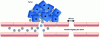 Figure 4 - Schematic diagram of passive targeting by diffusion of nanoparticles (in gray) into the tumor due to the fenestrated endothelium.